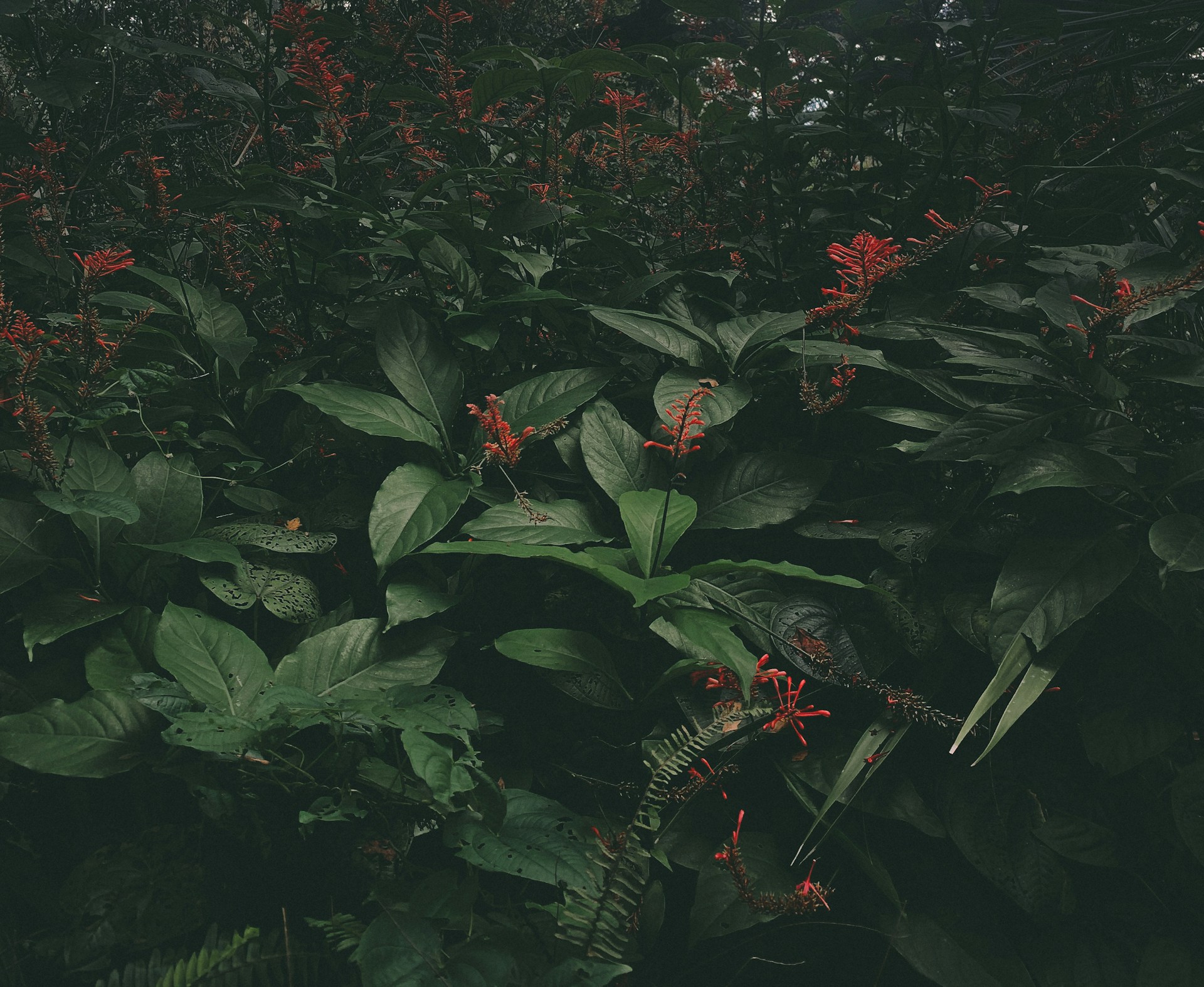 Dark Forest Background